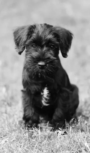 Filhote de Schnauzer à venda! ?