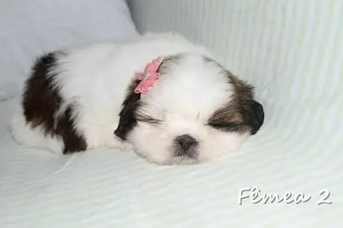 Shihtzu diverte