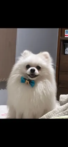 Lulu 