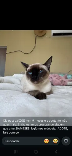 Gato para adoção