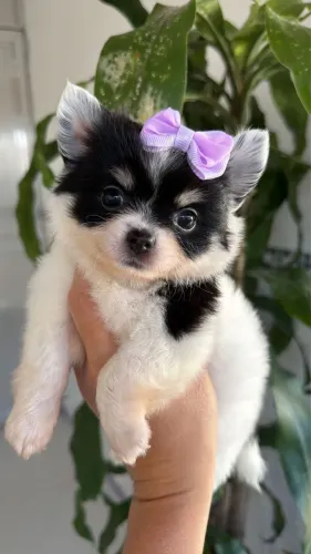 Chihuahua fêmea pirata de preto. Marcação Irresistível