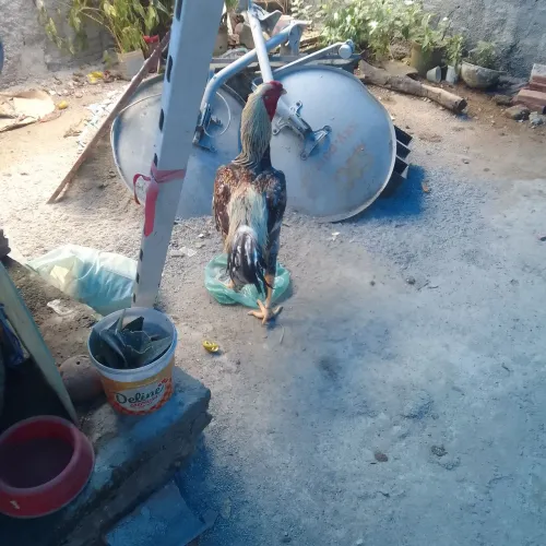Vendo galo de raça
