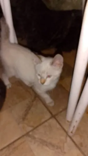 Doação de gatinhos siamês, retirar no local bairro Maria Helena 