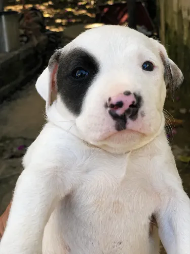 Filhote de pitbul