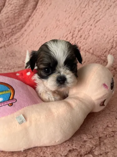 Shih Tzu filhotes