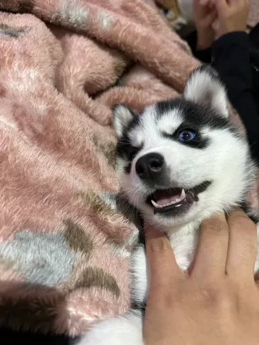Husky siberiano