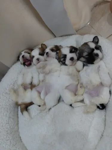 Filhotes de Shih Tzu