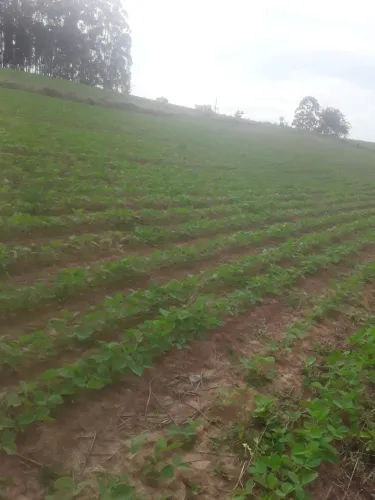 sítio com 12 alqueires em pilar do sul a 5 km do asfalto com documentação 100 % uma casa !