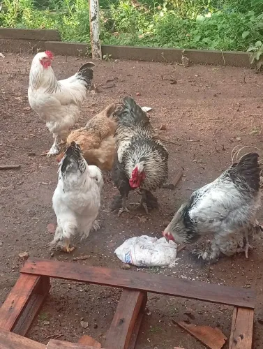 Galos e galinha Brahma