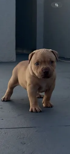 Filhote de pit monster 