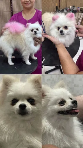 Lulu de pomeranian femea de korea de sul