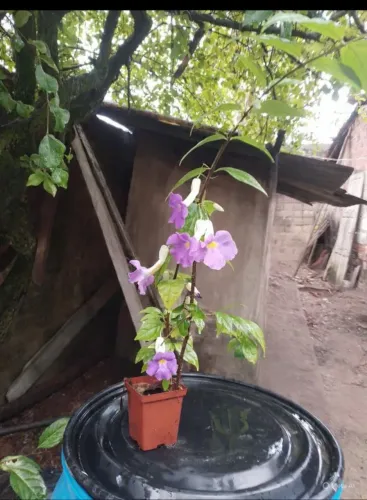 Turbegia flor roxa