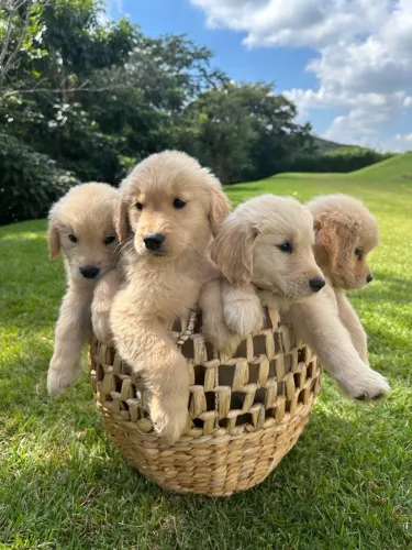 Vendo filhote de Golden Retriever