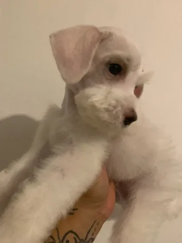 Schnauzer miniatura macho 