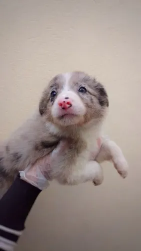 Filhote de Border Collie