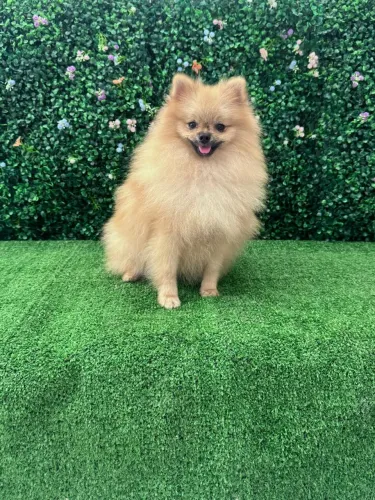 Lulu da Pomerânia Macho anãozinho Baby face 