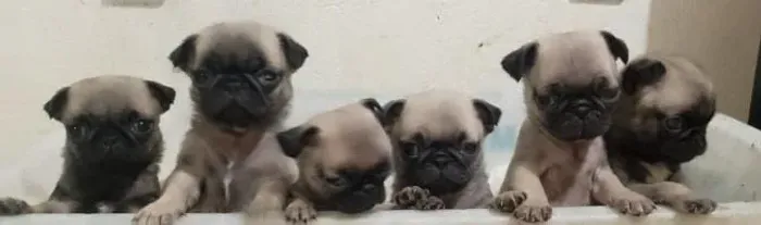 Pug
