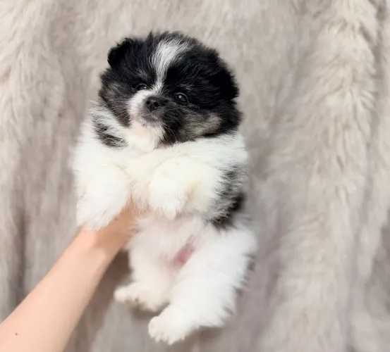 Lulu da Pomerânia anão minis