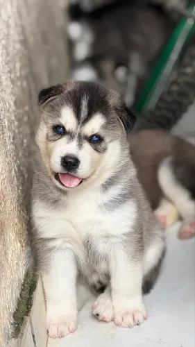 Vendo filhotes de cachorro husky siberiano original