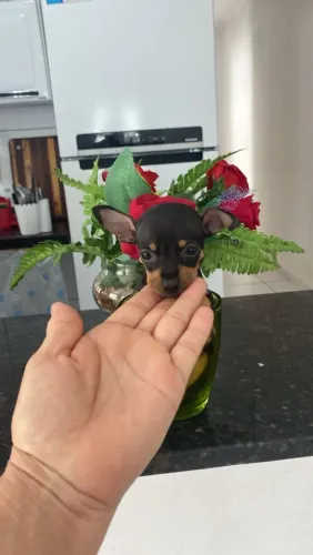 Pinscher Miniatura Macho e Fêmea