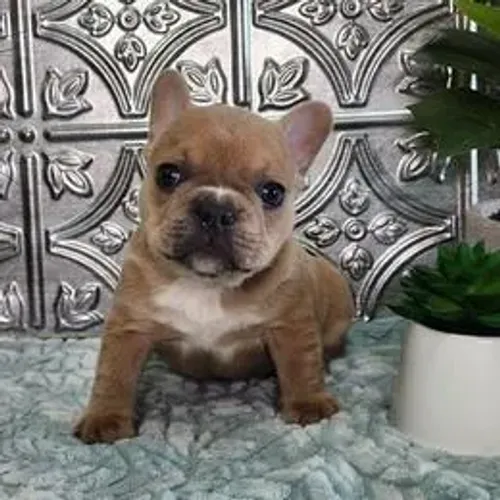 Bulldog Francês,Bulldog Francês Filhote Selecionado Alta Procedência