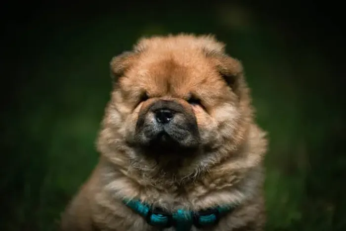 Chow Chow Ursinho Muito Fofo ?