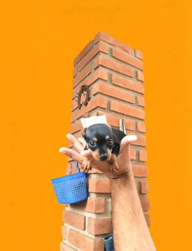 Mini filhotinhos de Pinscher