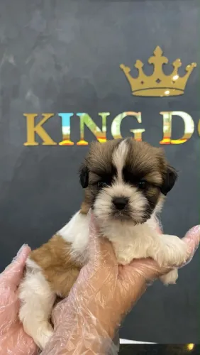Filhote shih tzu, amigo e descubra a felicidade pura!
