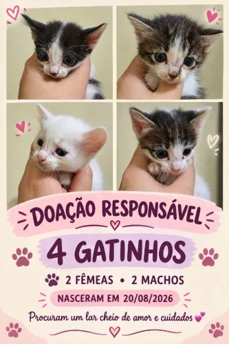 Doação de 4 gatinhos filhotes