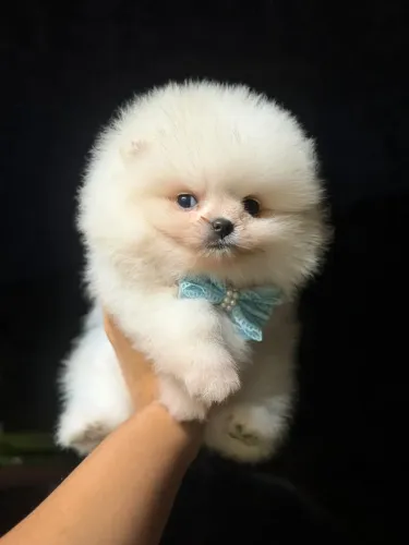 LULU DA POMERÂNIA - LINDOS FILHOTES DE URSINHO!!