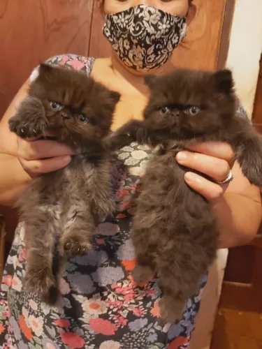 Gato Persa lindos filhotinhos com excelente qualidade