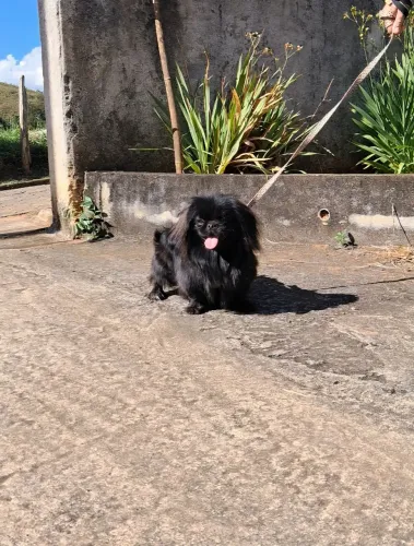 Pequinês macho 