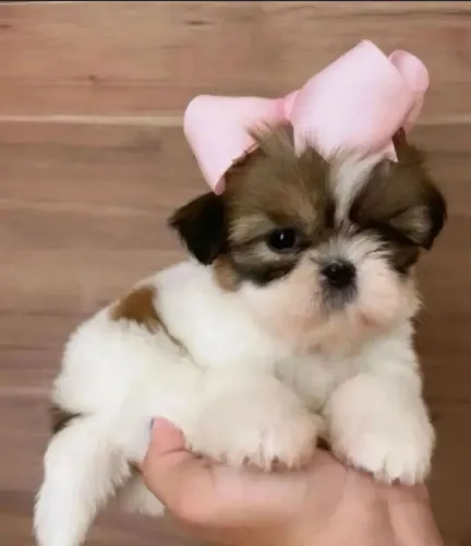 Shihzu mini fêmea e machinho já tá adestrados fazer nessesidade no tapete higiênico