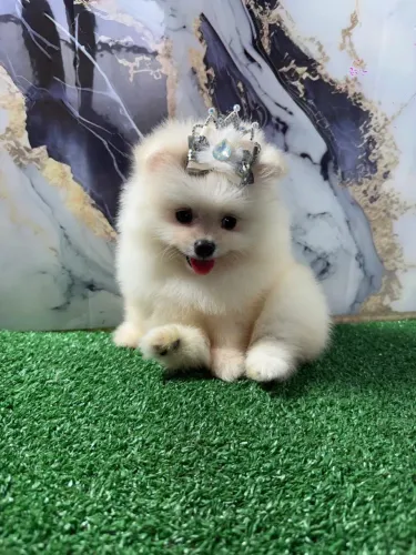Lulu da pomeranea disponível com garantias 