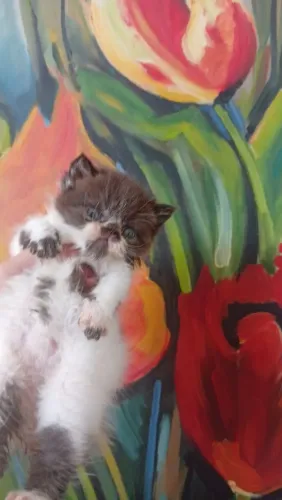 Gato persa show