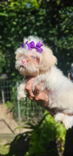 Shih-tzu femea branca olhos azuis