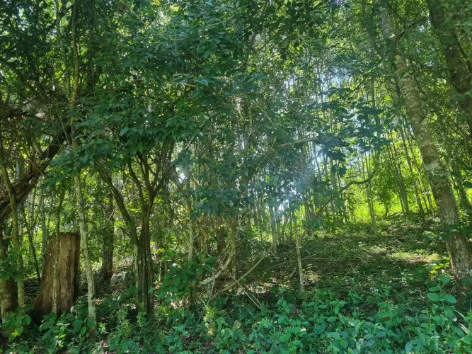 Vendo agio de chácara no município de piracanjuba 