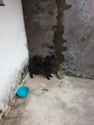 chow chow preto vendo