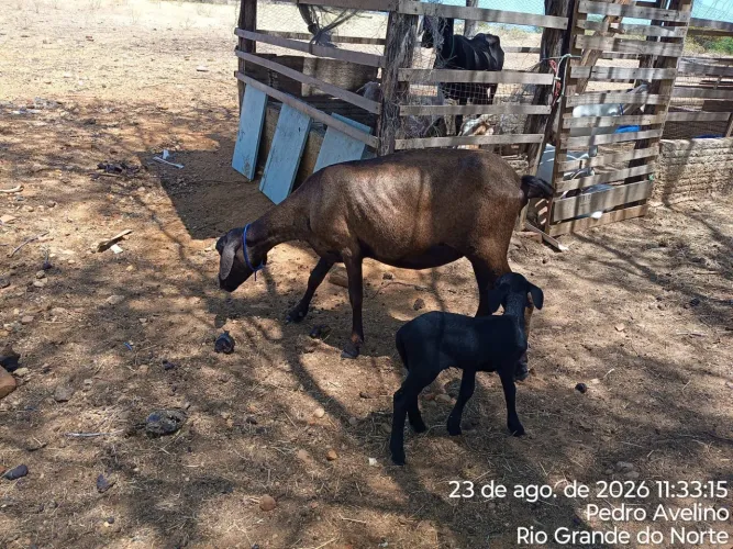 Ovelha Santa Inês com borrego