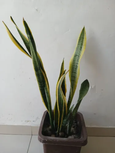 Planta tá espada de São Jorge 