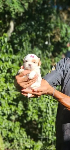 Shih tzu europeia FEMEA branca