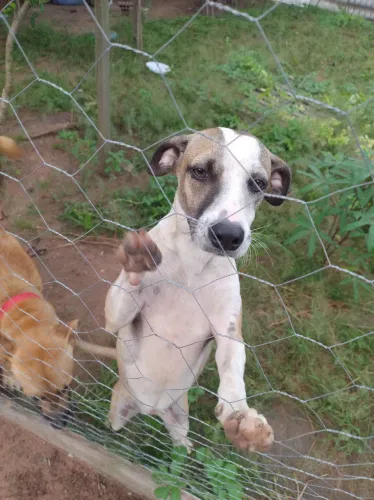 Cachorra para adoção 