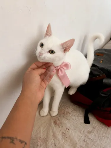 Doação de Gato
