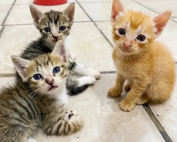 Doação de gatinhos