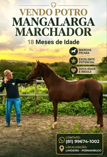 Potro mangalarga