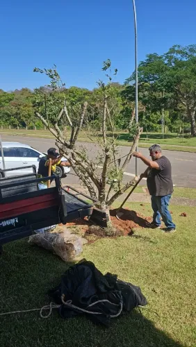 Mudas de Oliveira Envelhecidas ? Beleza, História e Frutos de Qualidade" 45 a 35 anos