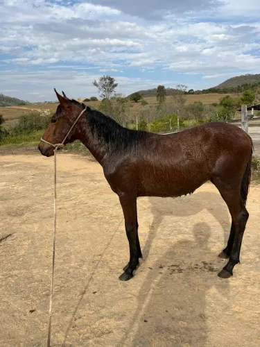 Potro manga larga marchador