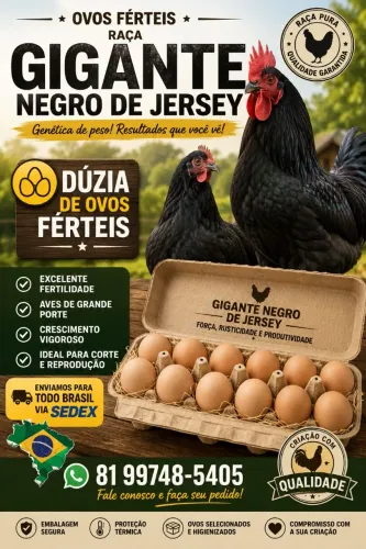 Ovos férteis de Gigante Negro de Jersey 