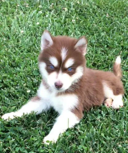 Husky siberiano Dog pronto para novo lar