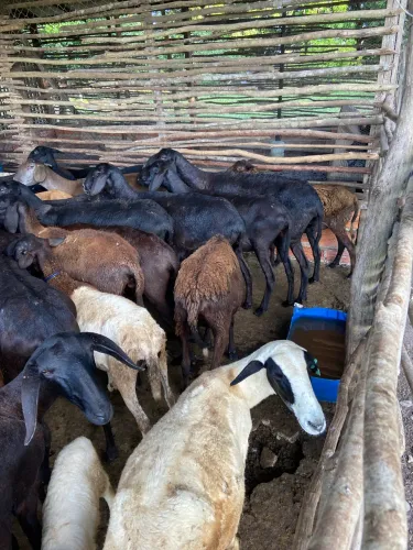 Vende-se matrizes ovelhas